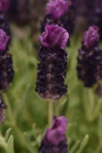 lavandula bandera deep purple
